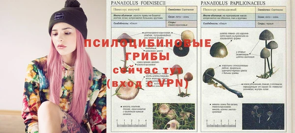 дживик Майский